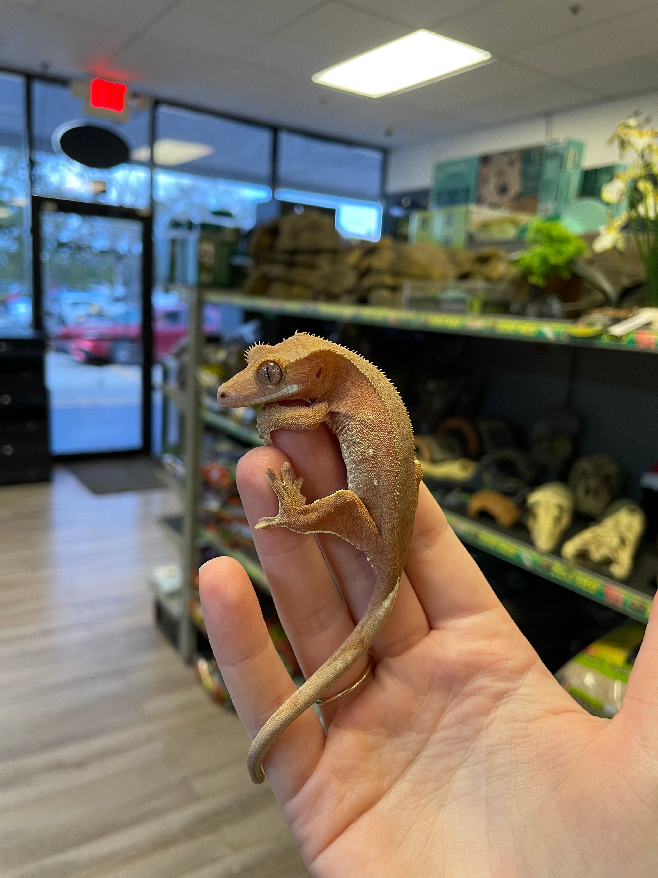 Crested 2024 gecko flooring